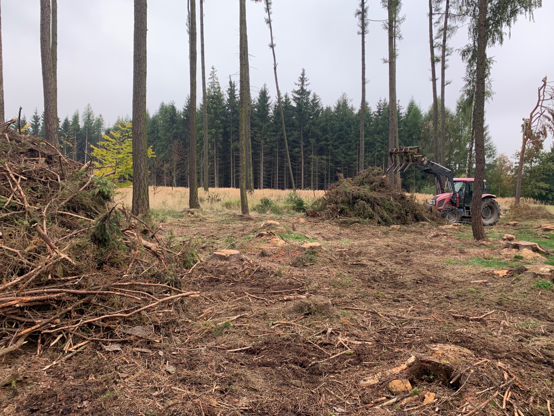 Úklid klestu po těžbě traktorem Zetor